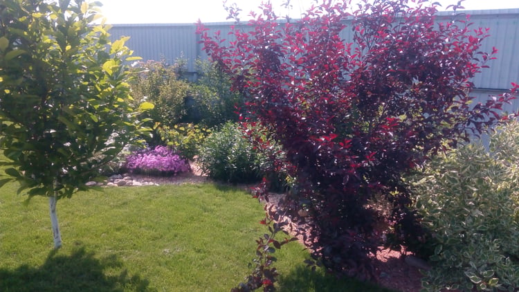 Purple-leaved ornamental tree and variegated shrubs creating contrasting foliage colour in a mature private garden.
