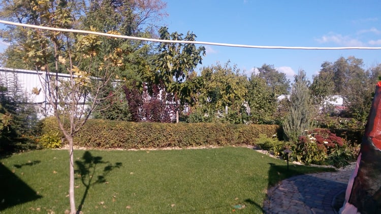 Layered hedge and mature ornamental trees screening the productive garden area in autumn, with lawn and seasonal planting in the foreground.