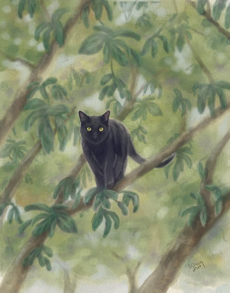 Black cat in the treetops