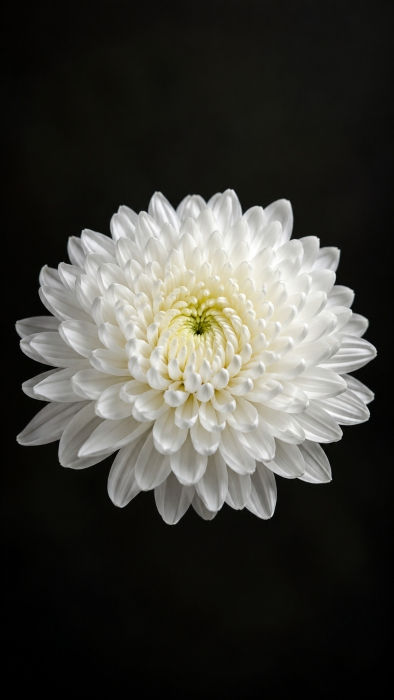 White Shevanti - chrysanthemum flower on dark background wallpaper - Ai Generated