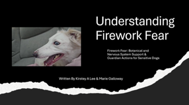 Dog Scared of Fireworks