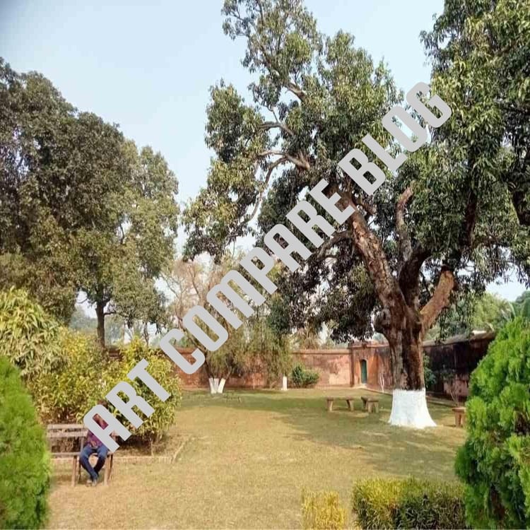 Man Sitting on Bench Under Large Old Mango Tree Inside Khushbagh Garden - Tomb Complex of Nawabs of Bengal, Murshidabad