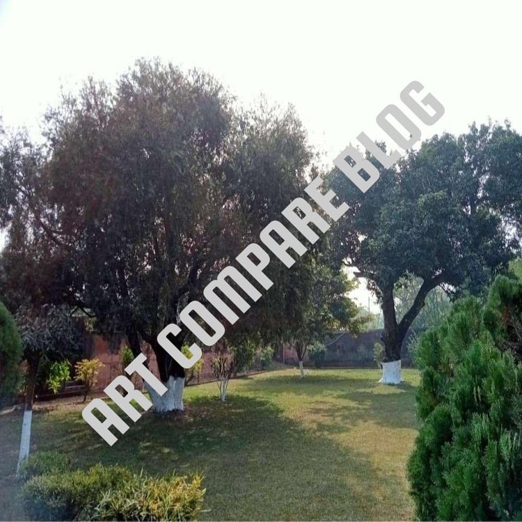 Two Large Old Trees with White Painted Trunks in Well-Maintained Garden Lawn - Khushbagh Tomb Complex, Murshidabad