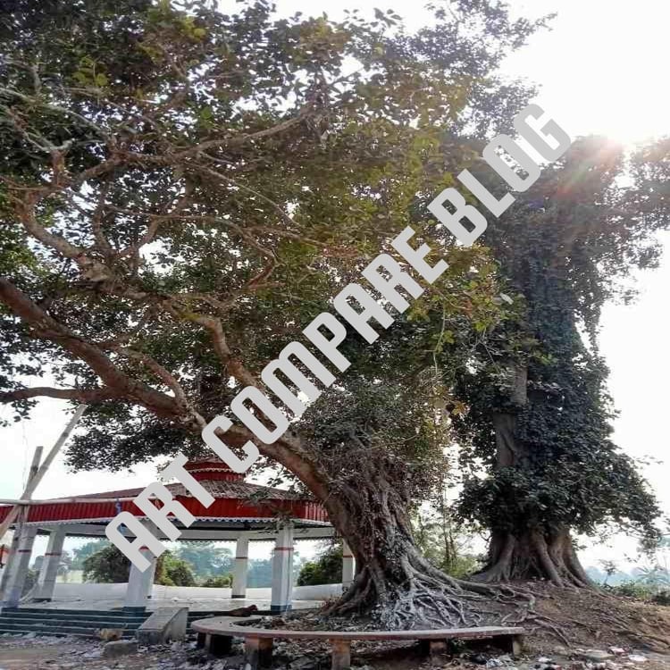 Large Ancient Banyan Tree with Exposed Roots Beside Open Red-Roofed White Pavilion - Murshidabad Riverside Heritage Park