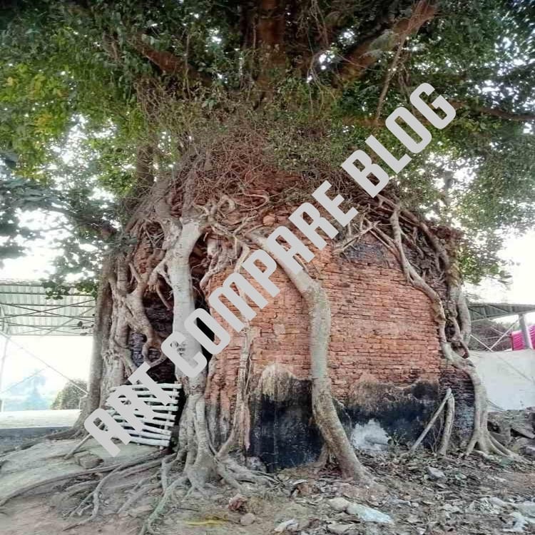 Ancient Brick Temple Completely Covered and Enveloped by Huge Banyan Tree Roots and Branches - Murshidabad Historic Ruins