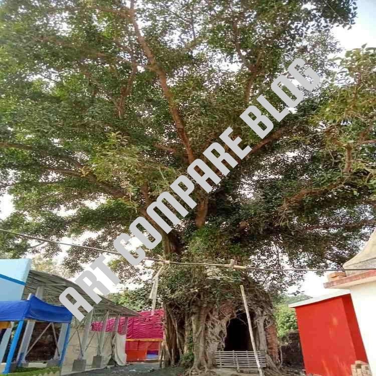 Ancient Small Brick Temple Completely Enclosed by Large Banyan Tree with Dense Green Foliage in Temple Complex - Murshidabad Heritage Site