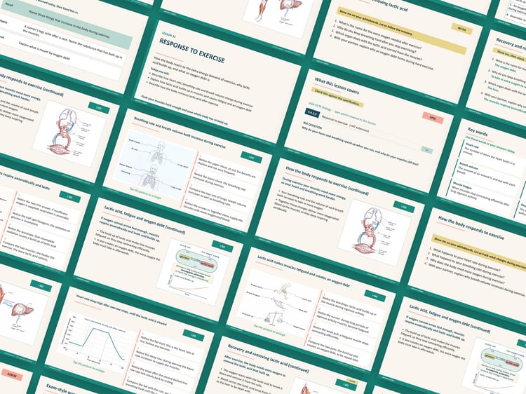 Bioenergetics Lessons PowerPoint | AQA GCSE Biology B4 8461, 7 Lessons: preview page 2 of 3
