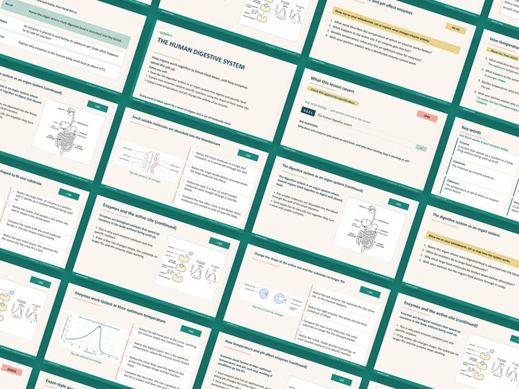 Organisation Lessons PowerPoint | AQA GCSE Biology B2 8461, 12 Lessons: preview page 2 of 3