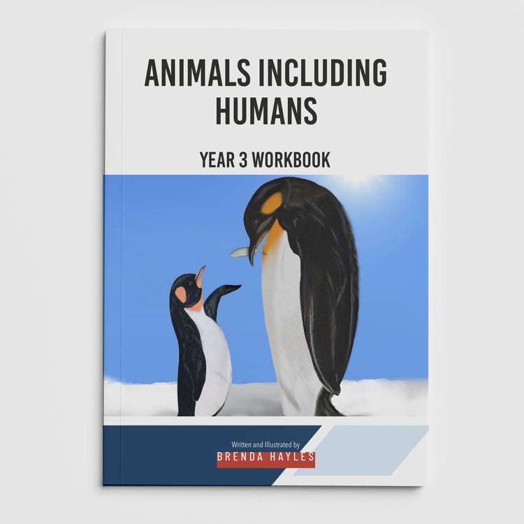 Animals Including Humans Year 3 Worksheet with Answers | KS2 Skeletons, Muscles Workbook: cover