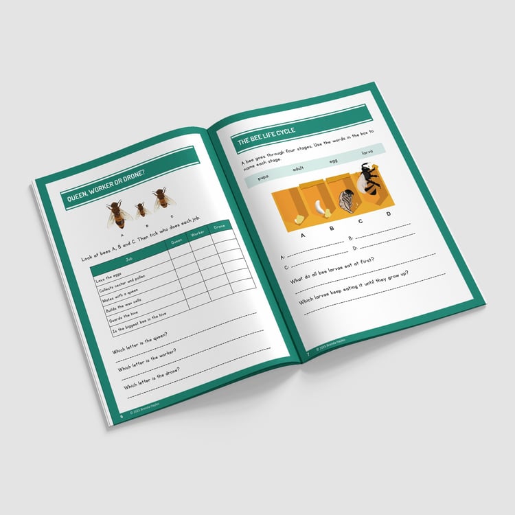 The Bee Project Year 3 Worksheet with Answers | KS2 Science Workbook: preview page 2 of 4