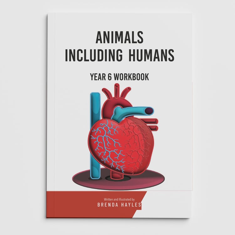 Animals Including Humans Year 6 Worksheet with Answers | KS2 Science Workbook: cover