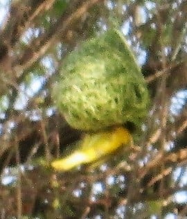 The Horse in the Tree and other Animal Lessons eBook by Johannes Rademeyer https://payhip.com/b/VwDJ