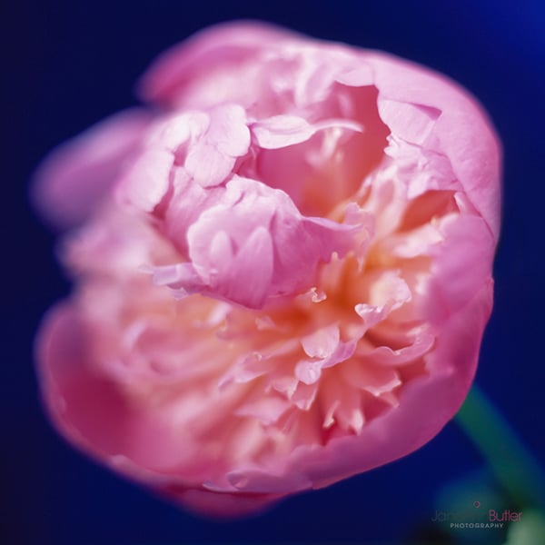 Pink Peony Flowers  Beautiful Sarah Bernhard Peonies by Flourish
