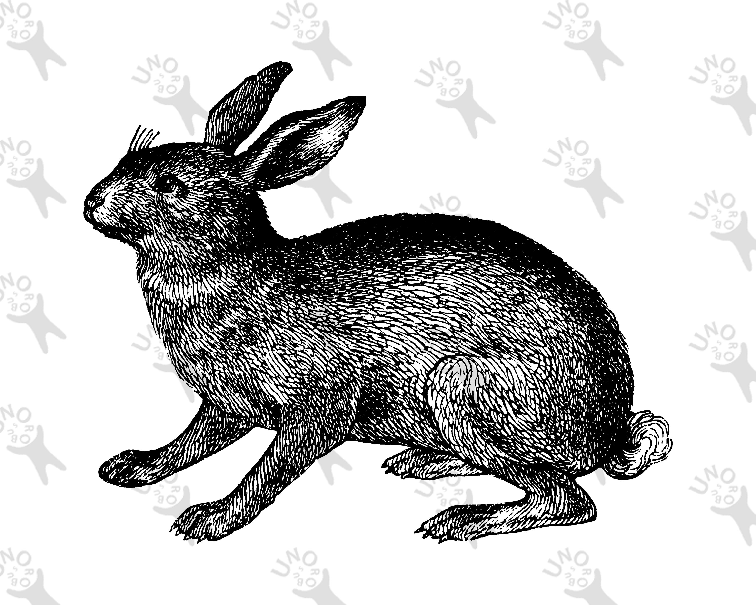Antique image Rabbit, Instant Download Retro drawing Rabbit, Old ...