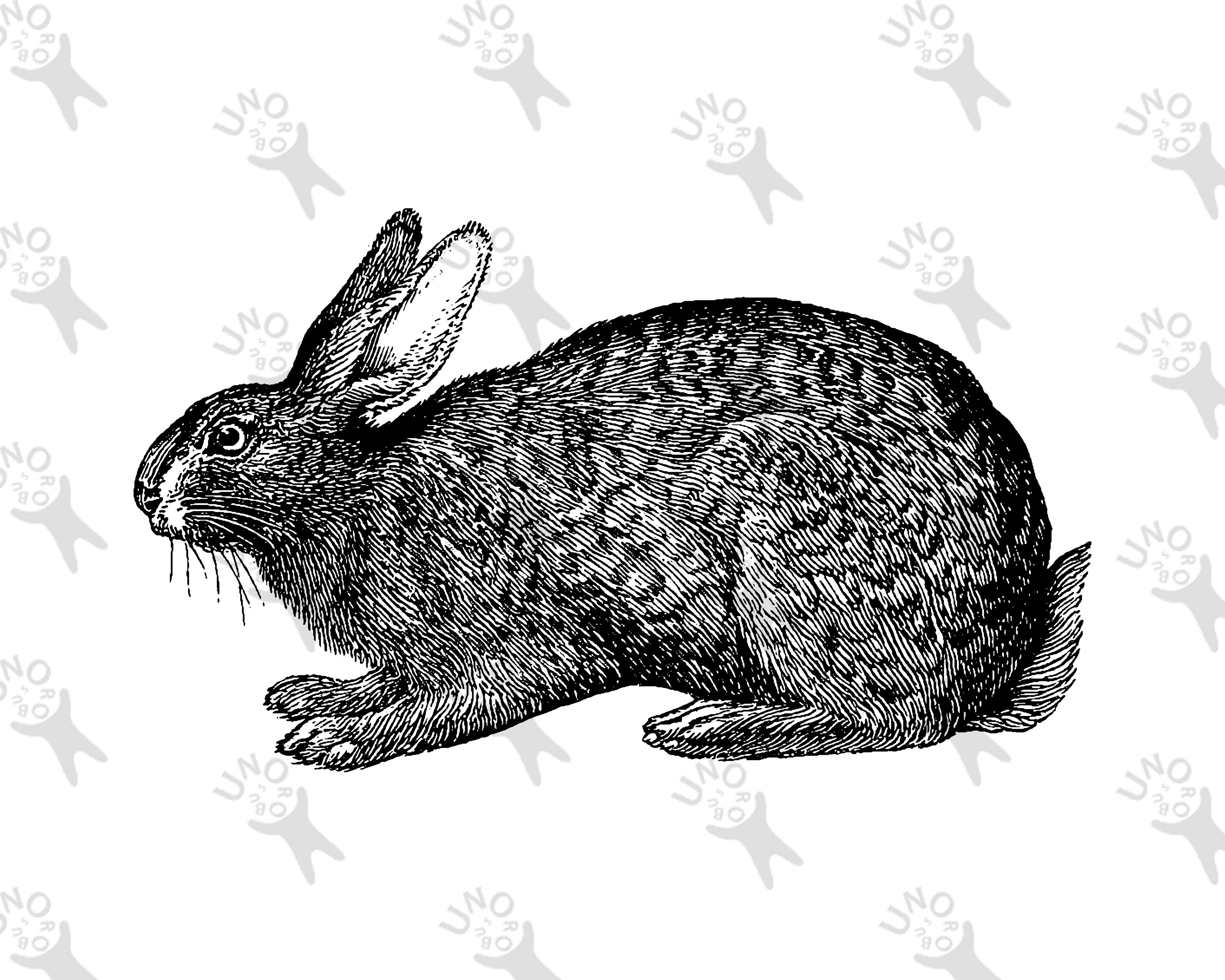 Classic Rabbit Picture Vintage image Rabbit, Instant Download Black and White picture, Old ...