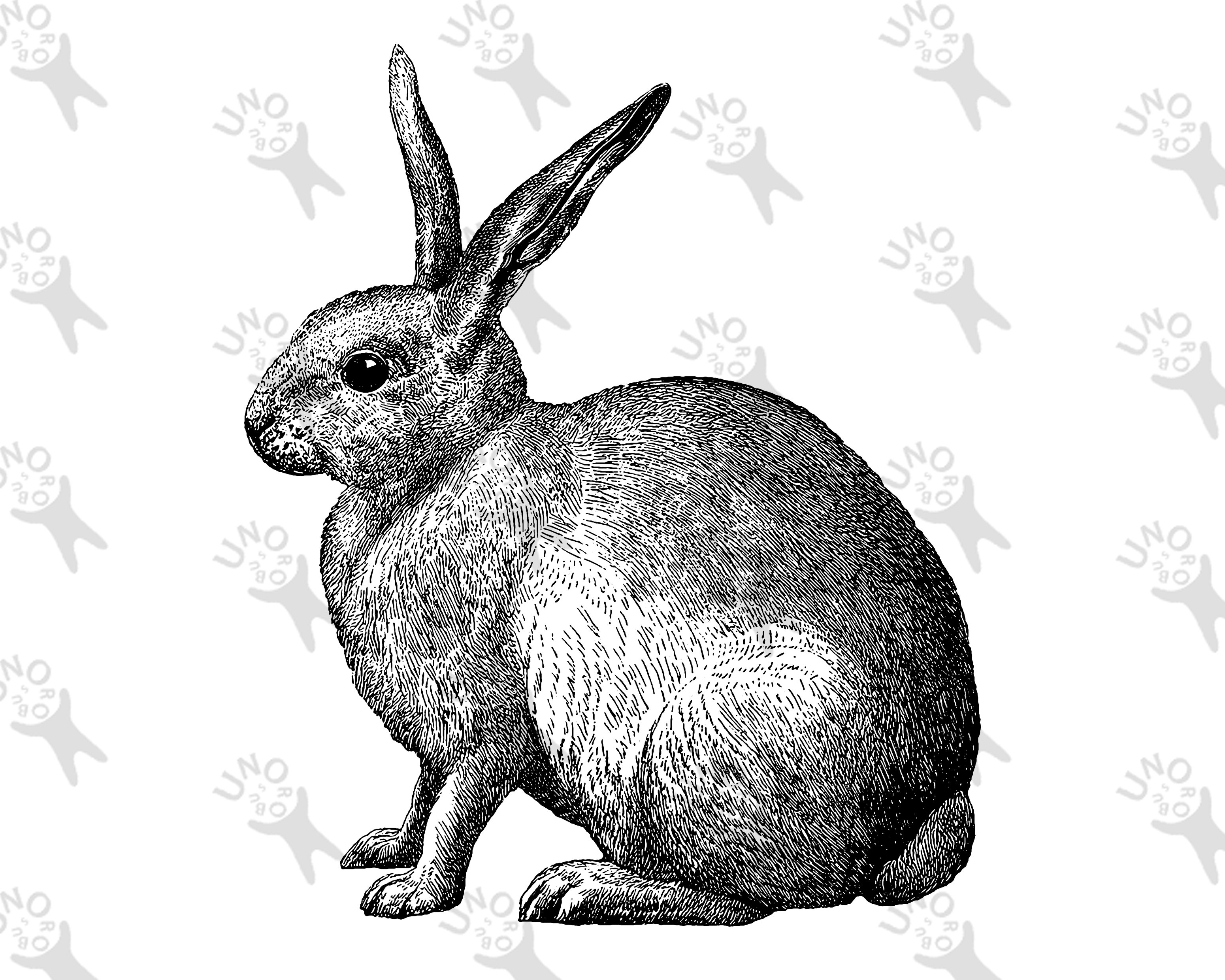 Antique image Rabbit, Instant Download Retro drawing Rabbit, Old ...