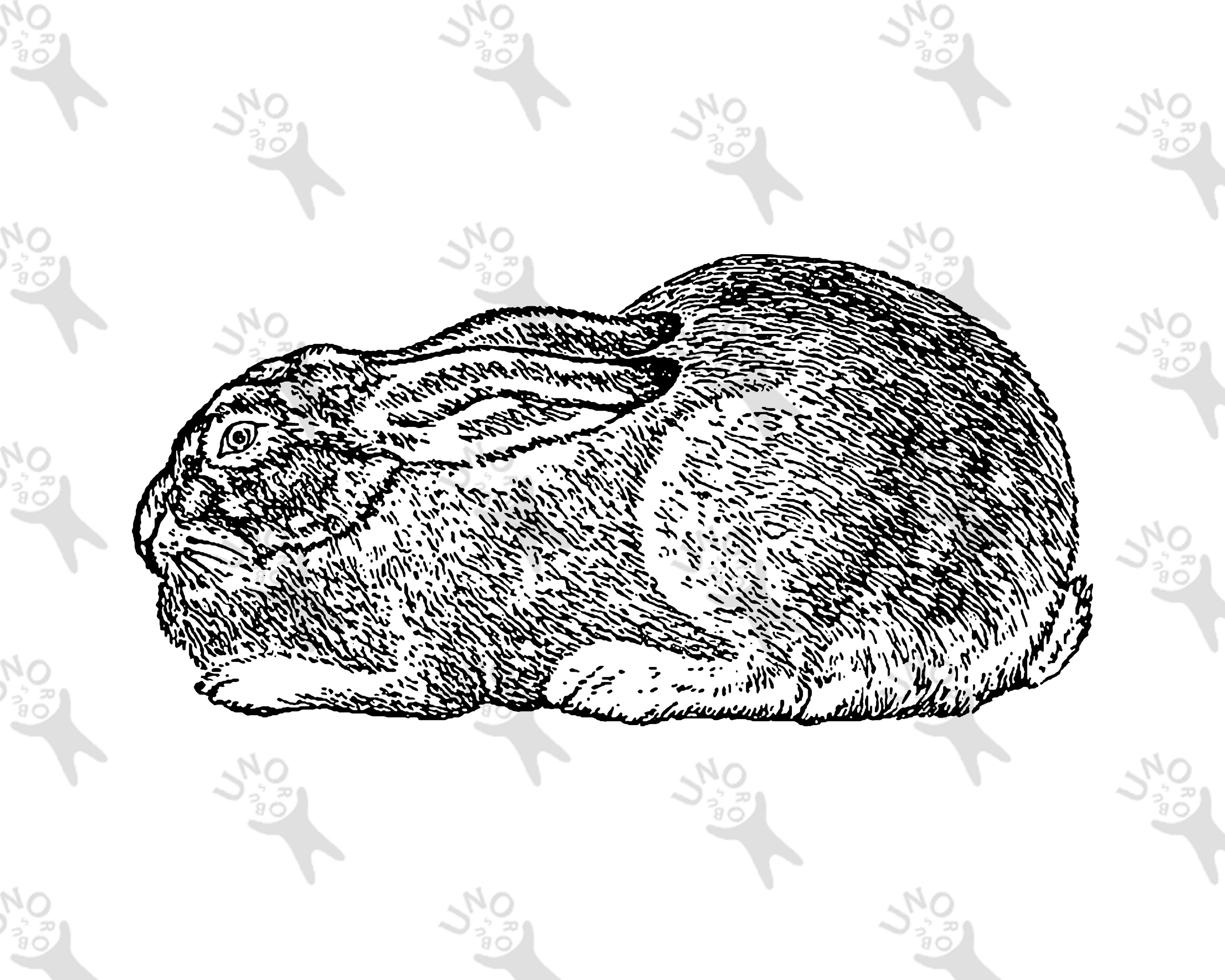 Rabbit antique clipart, Instant Download Retro drawing Rabbit, Old ...