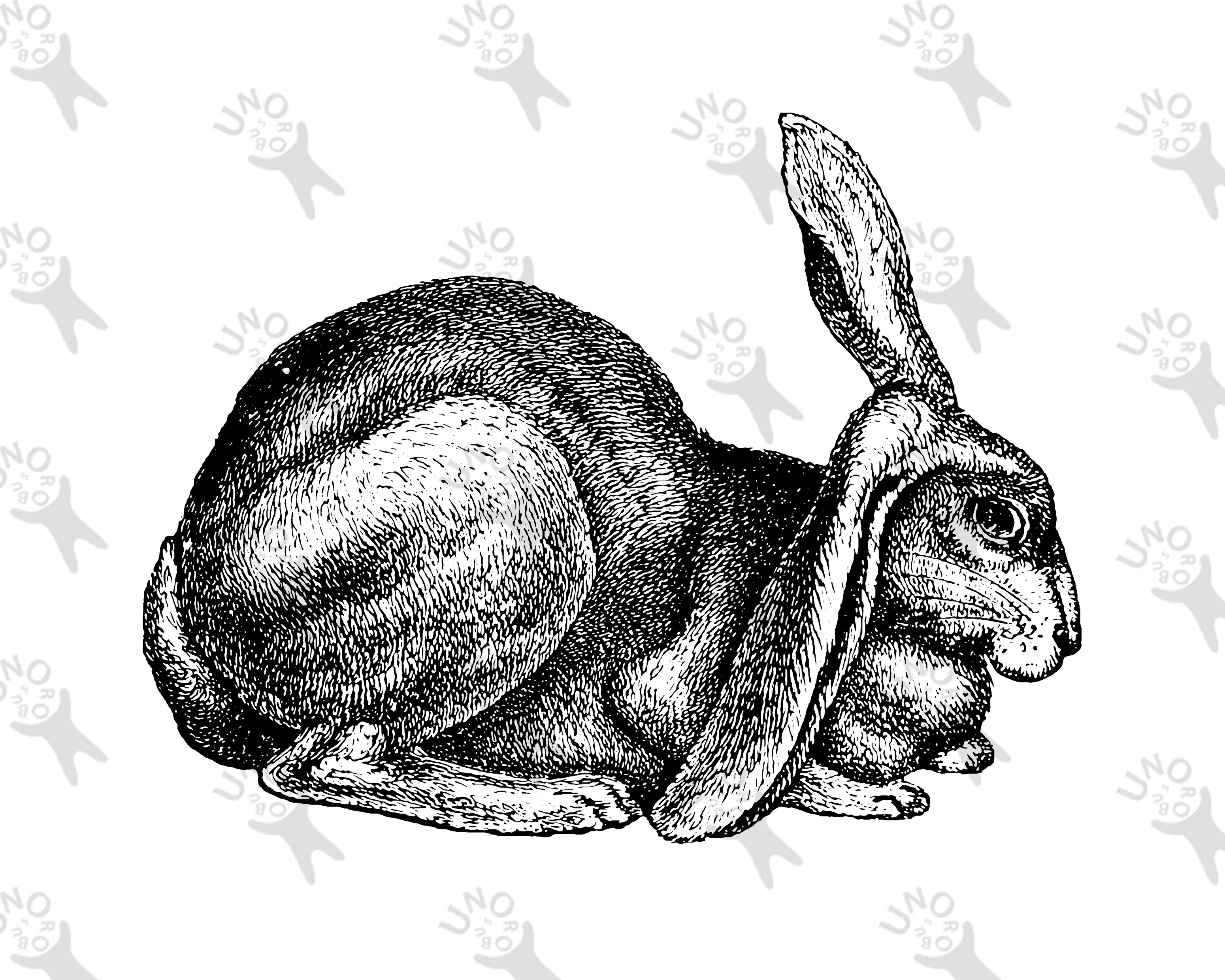 Rabbit vintage clipart, Instant Download Retro drawing Rabbit, Old ...