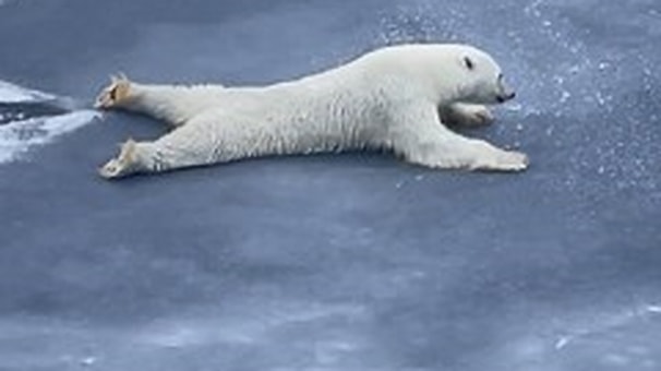 Polar Bear Move Across Thin Layer of Ice on Frozen Lake