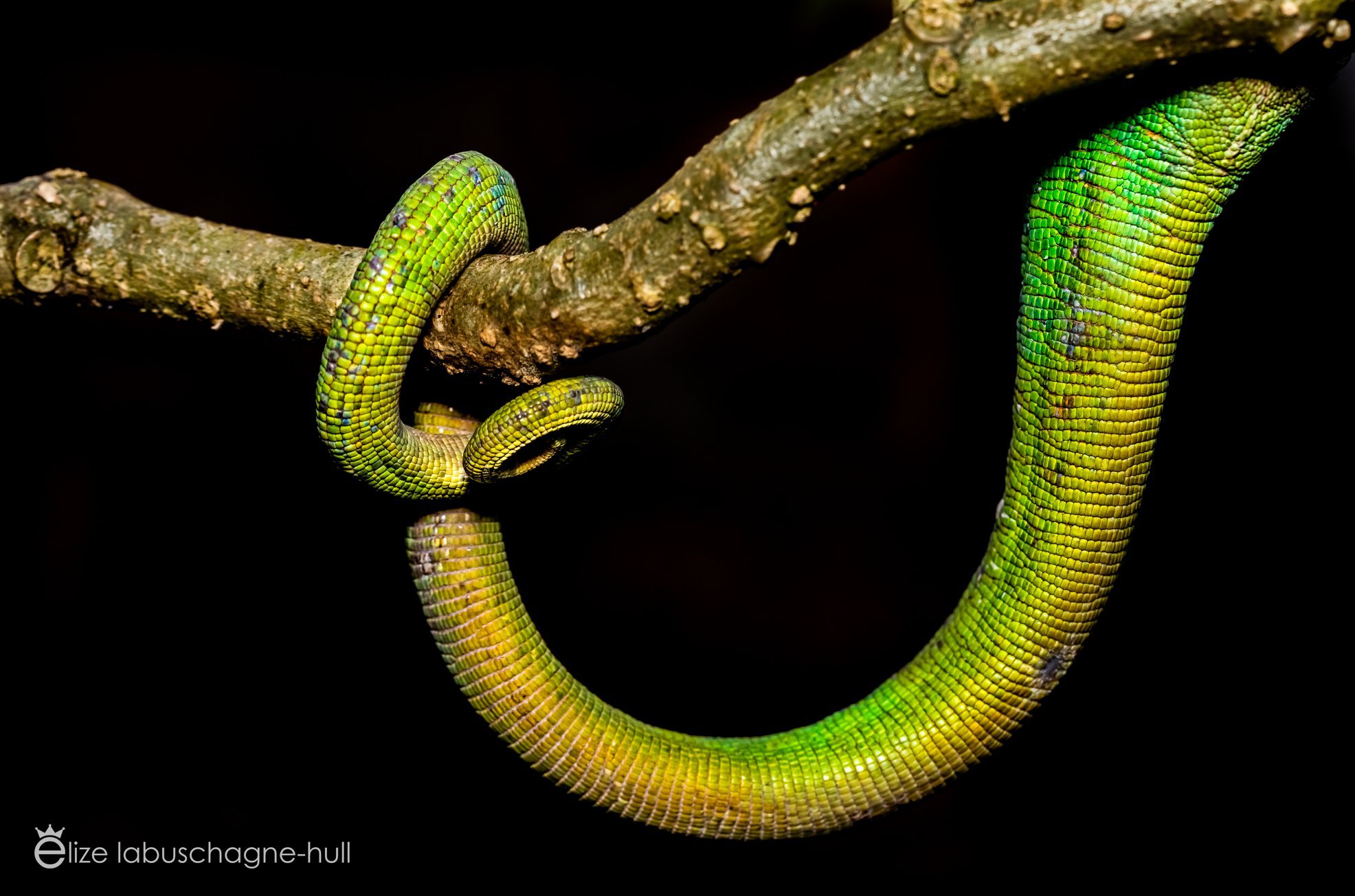 Green snake - Payhip