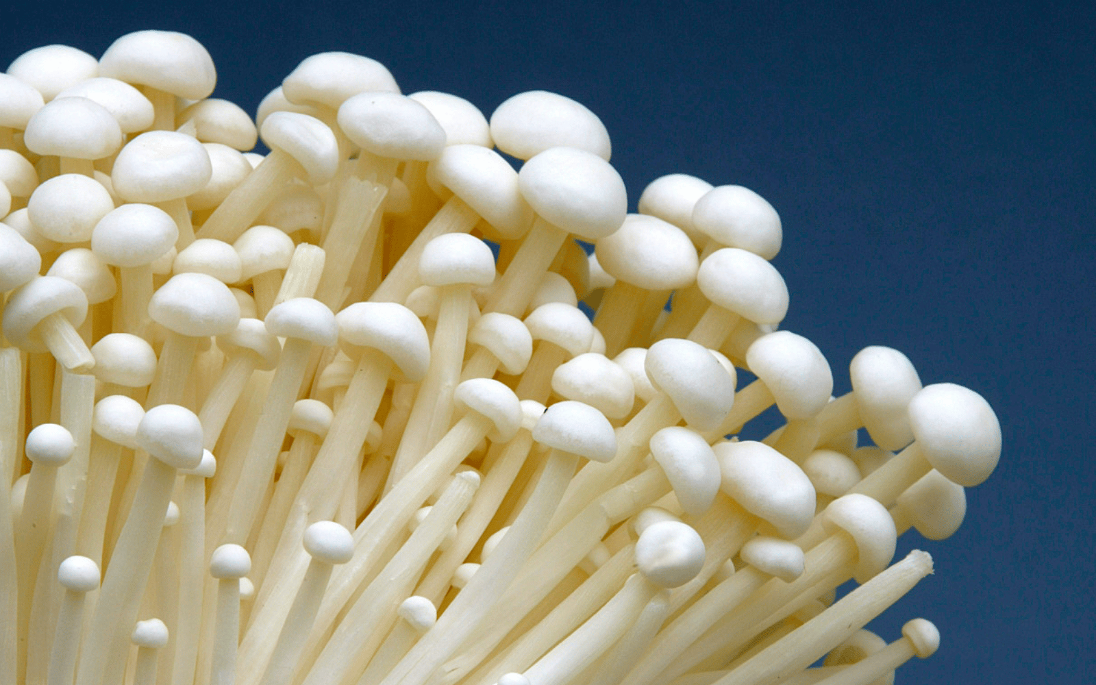 The Enoki Report - Payhip