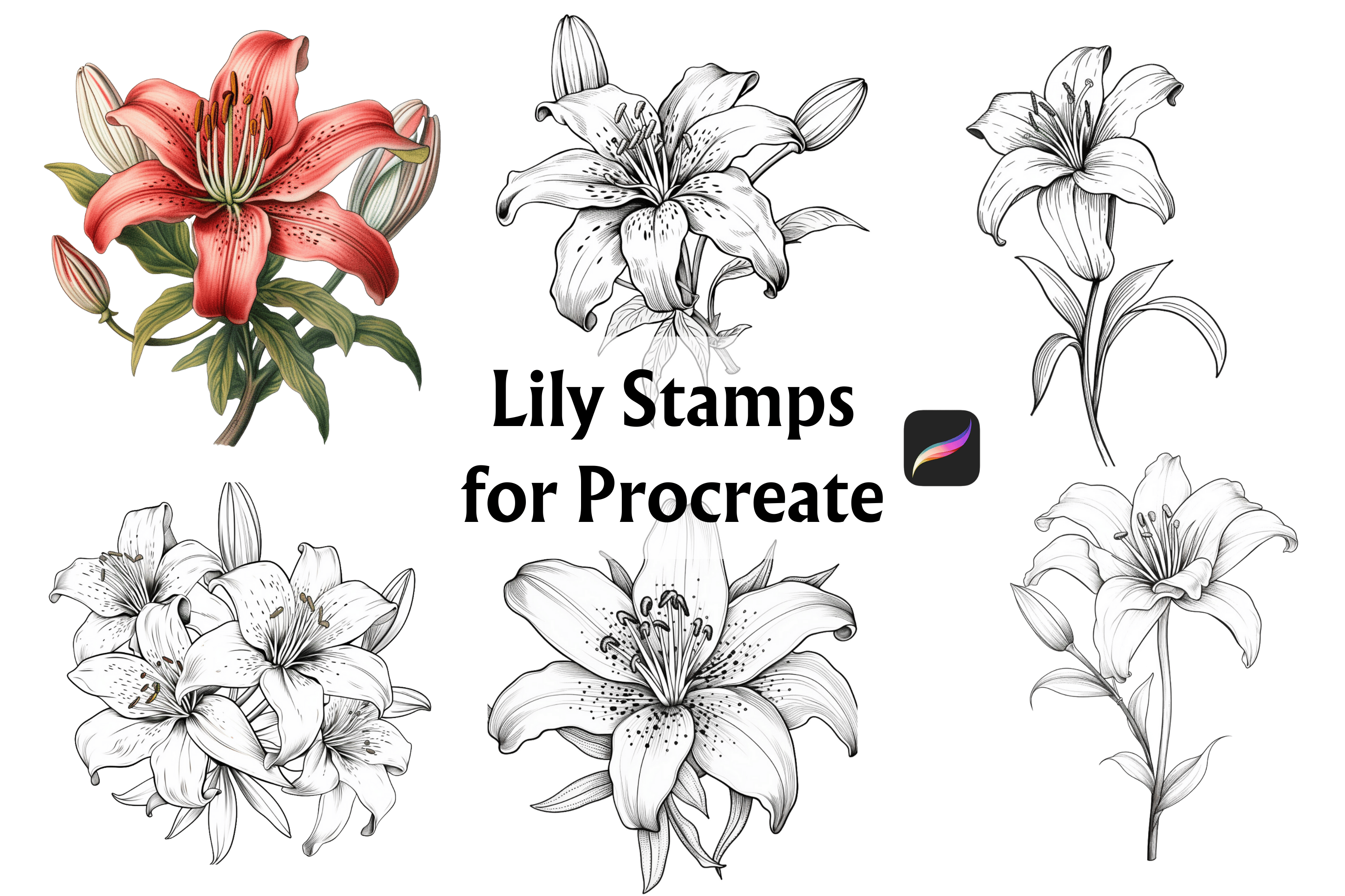 32 Lily Procreate Stamps