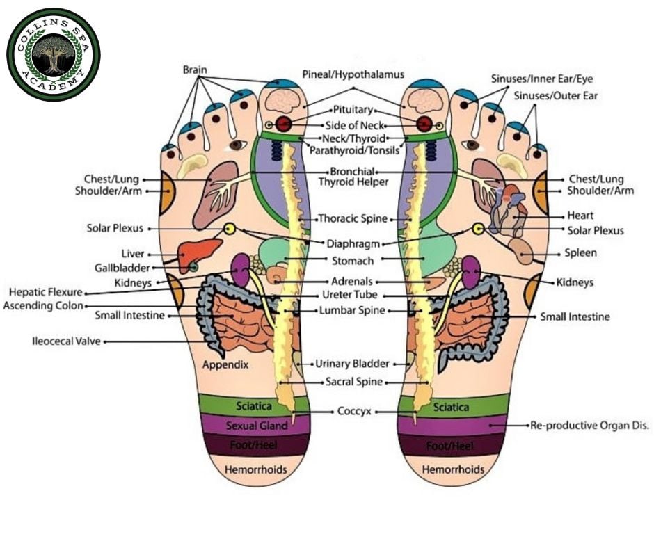 Reflexology Foot Chart