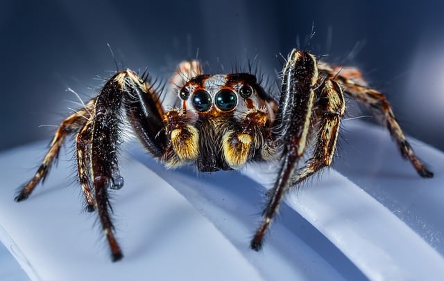 a jumping spider