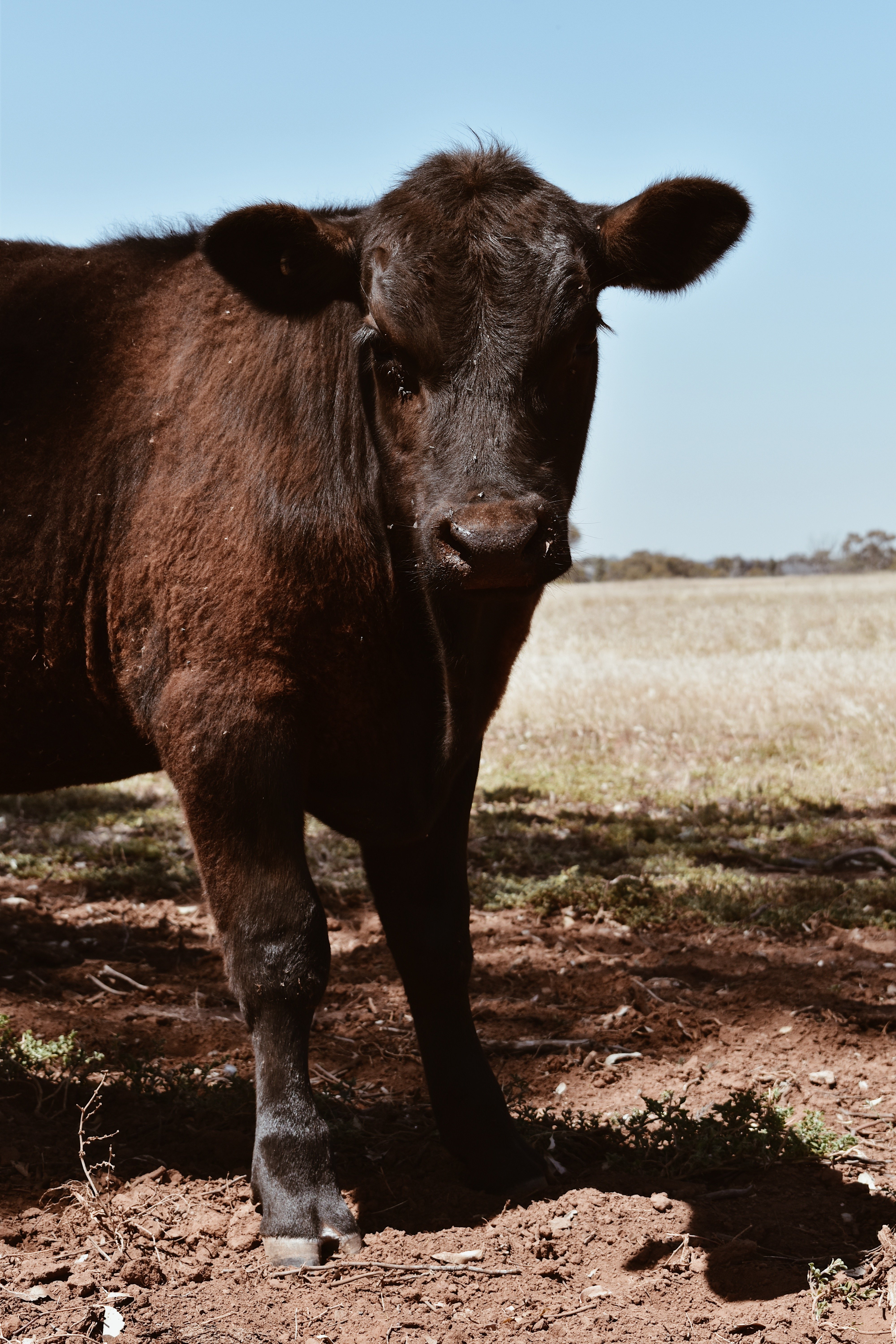 Curious Cow 2 - Payhip