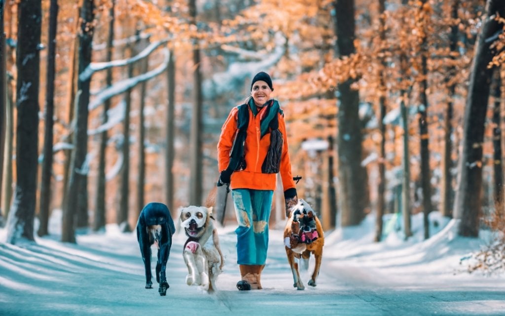 walking dogs in cold weather