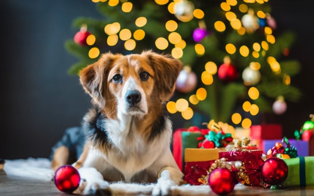 how to keep dogs away from christmas tree