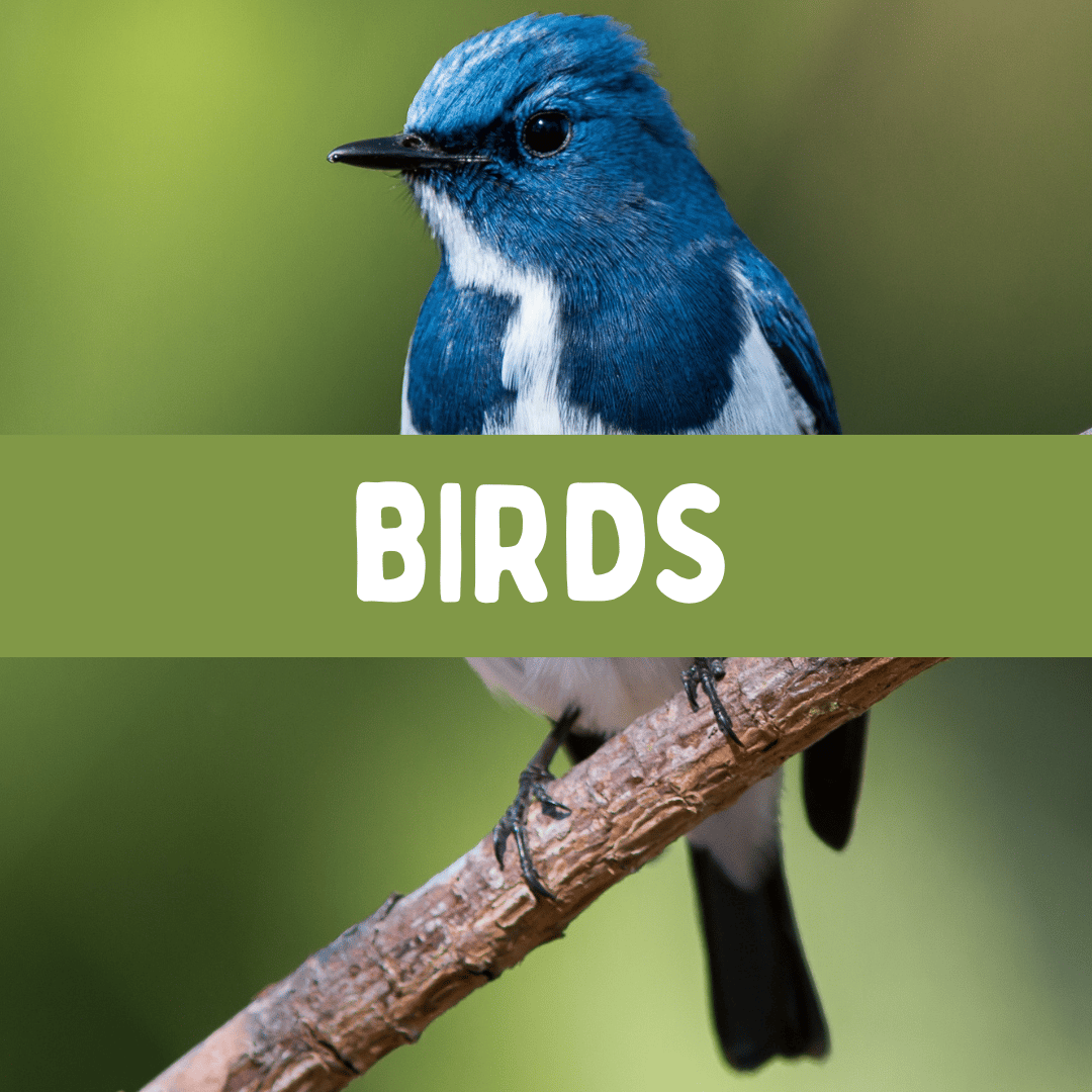The Connett Connection - Bird Activities