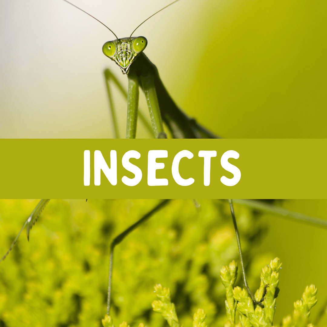 The Connett Connection - Insect Activities