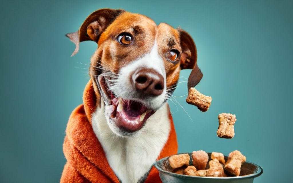 top 10 healthy dog treats