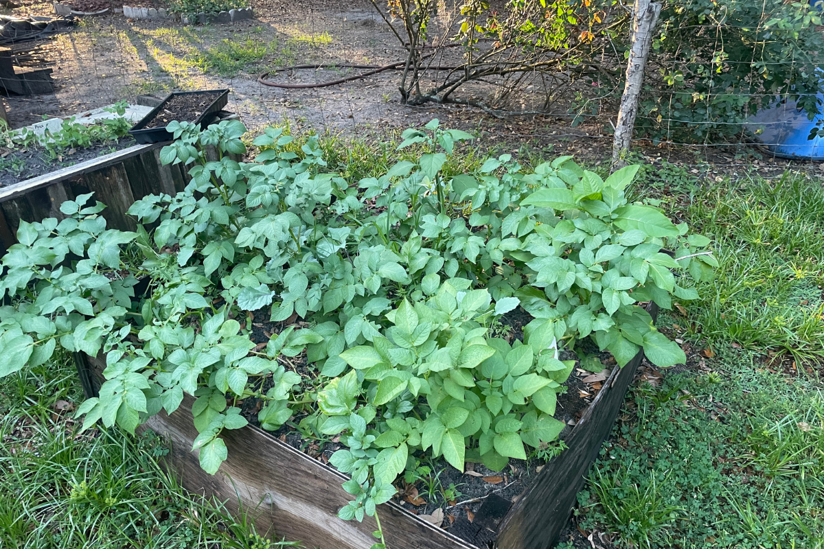 My raised garden bed of Potatoes