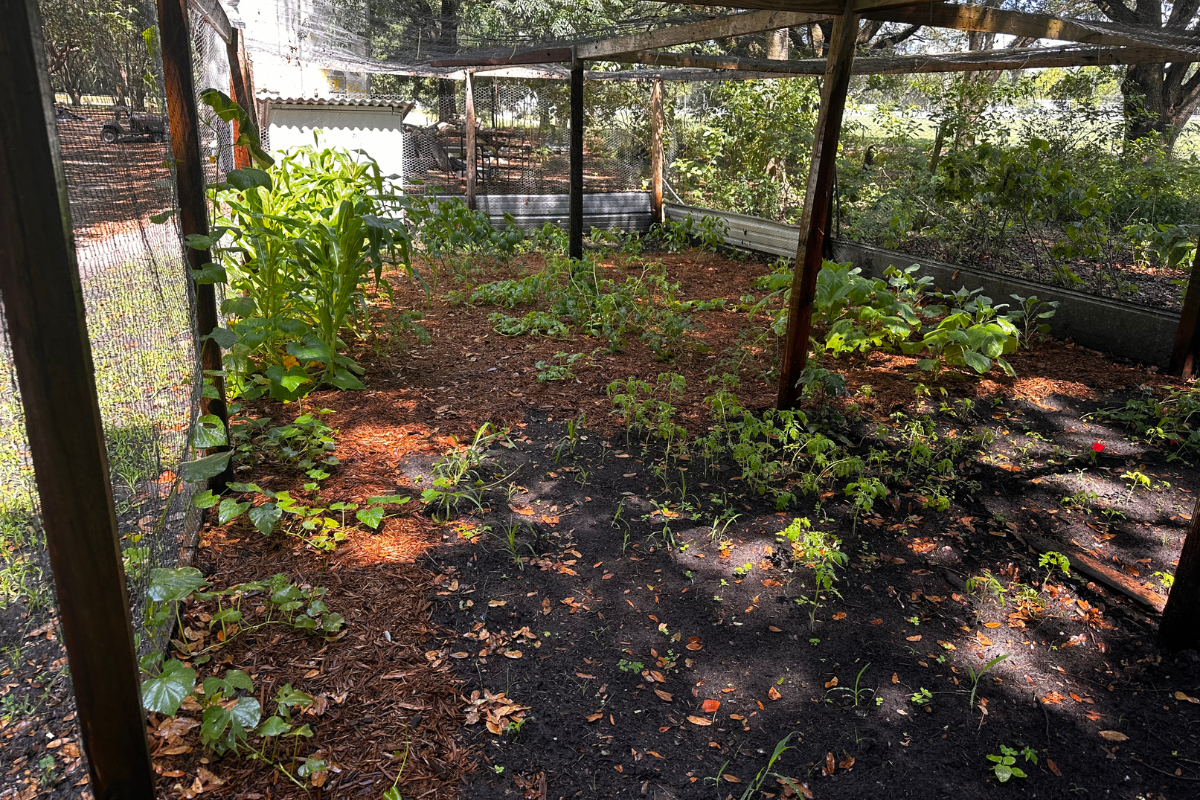 Sul-sufficiency in growing a garden inside an unused chicken run