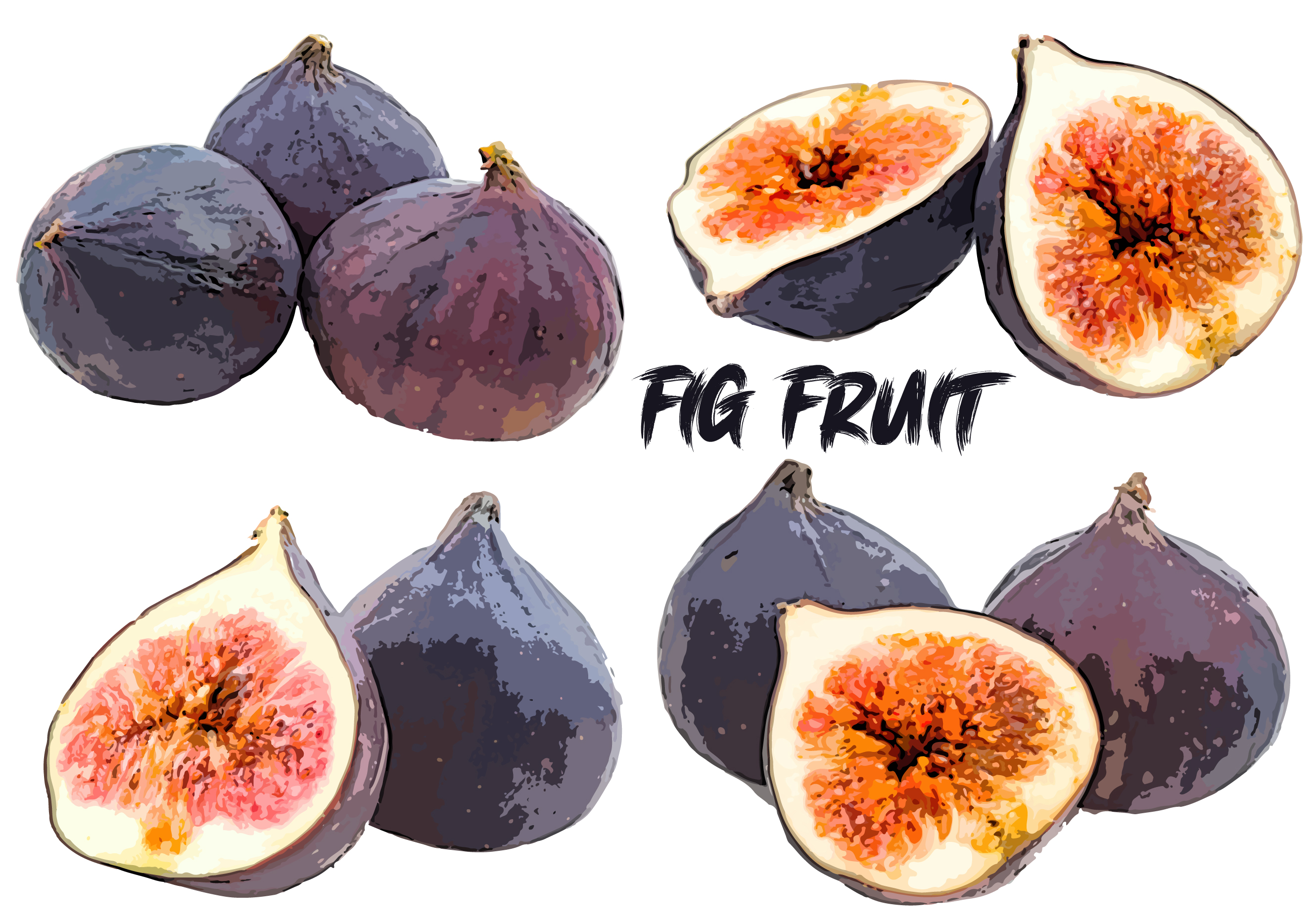 FIG FRUIT VECTOR DESIGN BUNDLE - Payhip