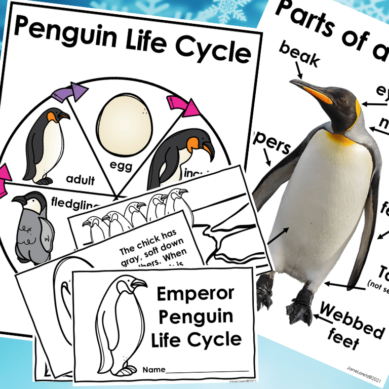 Penguin Life Cycle and Parts of a Penguin