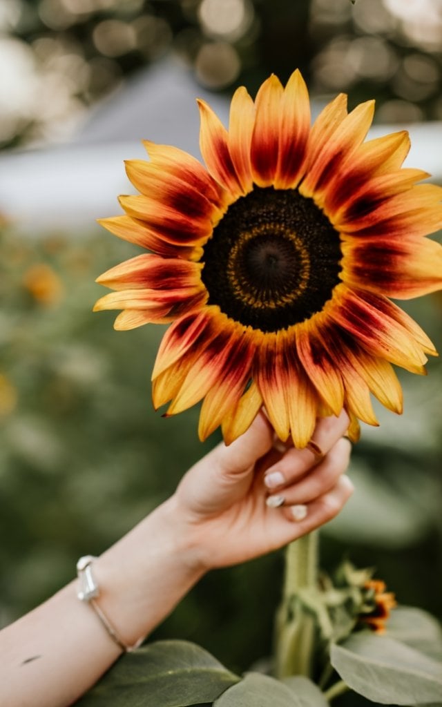 sunflower´wedding flowers