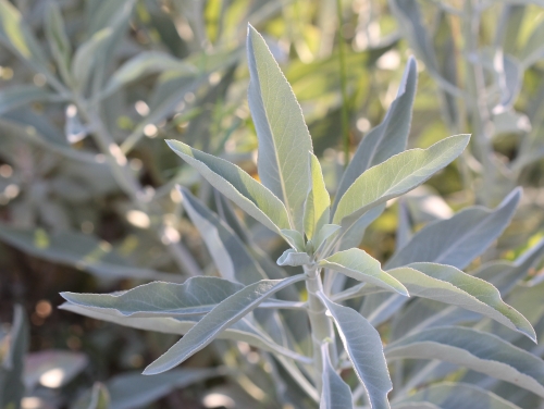 California White Sage holds significant cultural importance, particularly within Indigenous communities like Native American tribes, where it has long been utilized in sacred rituals for spiritual cleansing and healing.