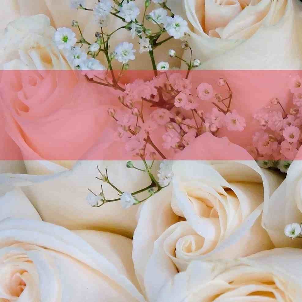 Willkommen in unserem Online-Shop für Hochzeitsgästebücher und Geschenke! Wir freuen uns, Sie auf Ihrer Suche nach dem perfekten Accessoire für Ihre Hochzeit begleiten zu dürfen. Unsere Kollektion umfasst eine Vielzahl von Produkten, die dazu beitragen, I