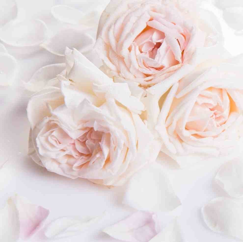 Willkommen in unserem Webshop, Ihrem Ort für einzigartige Geschenke und stilvolle Gästebücher, die Ihre Hochzeit unvergesslich machen! Entdecken Sie unsere vielfältige Auswahl an Produkten, die speziell für Brautpaare und ihre Gäste gestaltet wurden.  Für