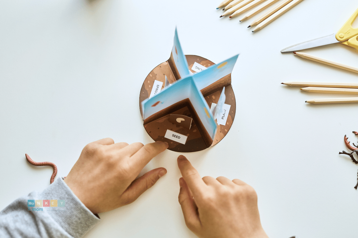 Round diorama printable for seed stages for kindergarten