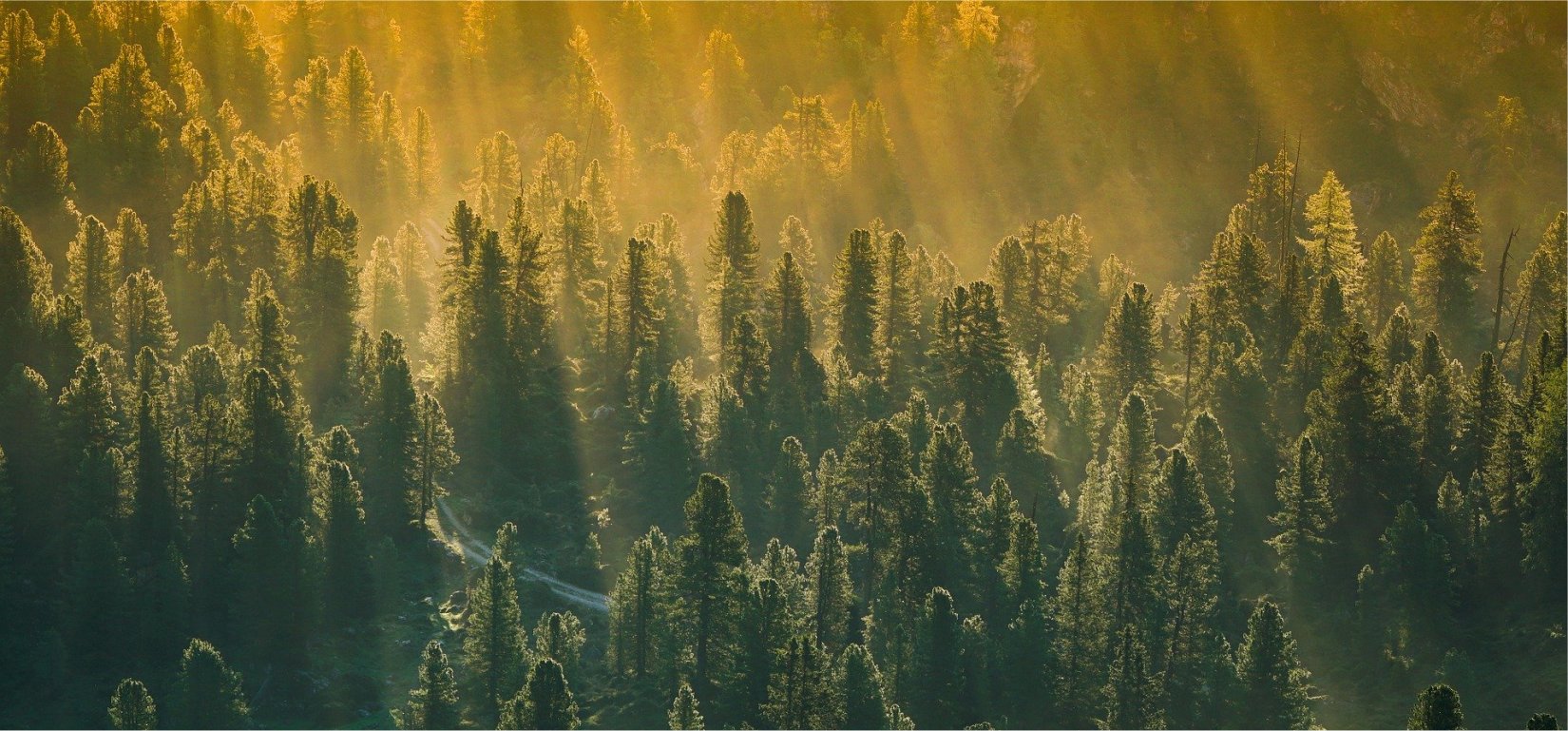 A Golden Forest