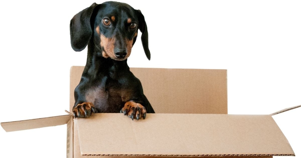 dachshund photography tips