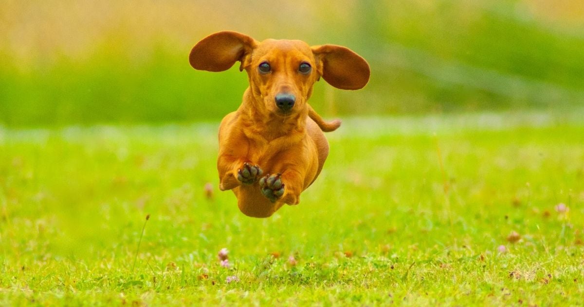 dachshund fitness challenge