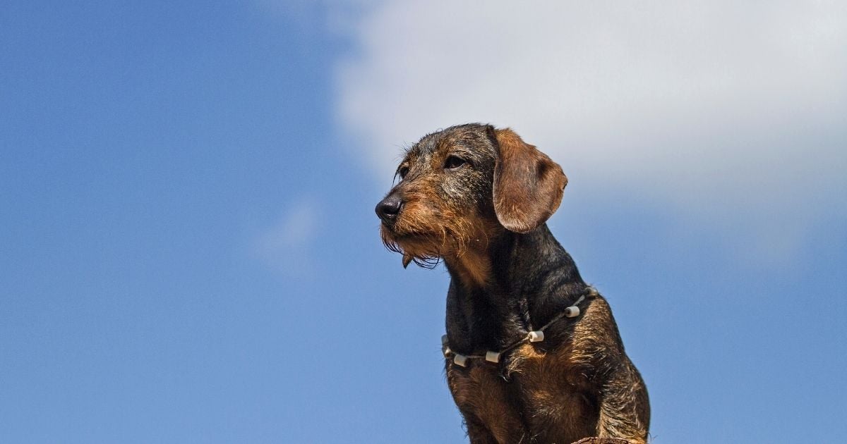 dachshund summer safety gear