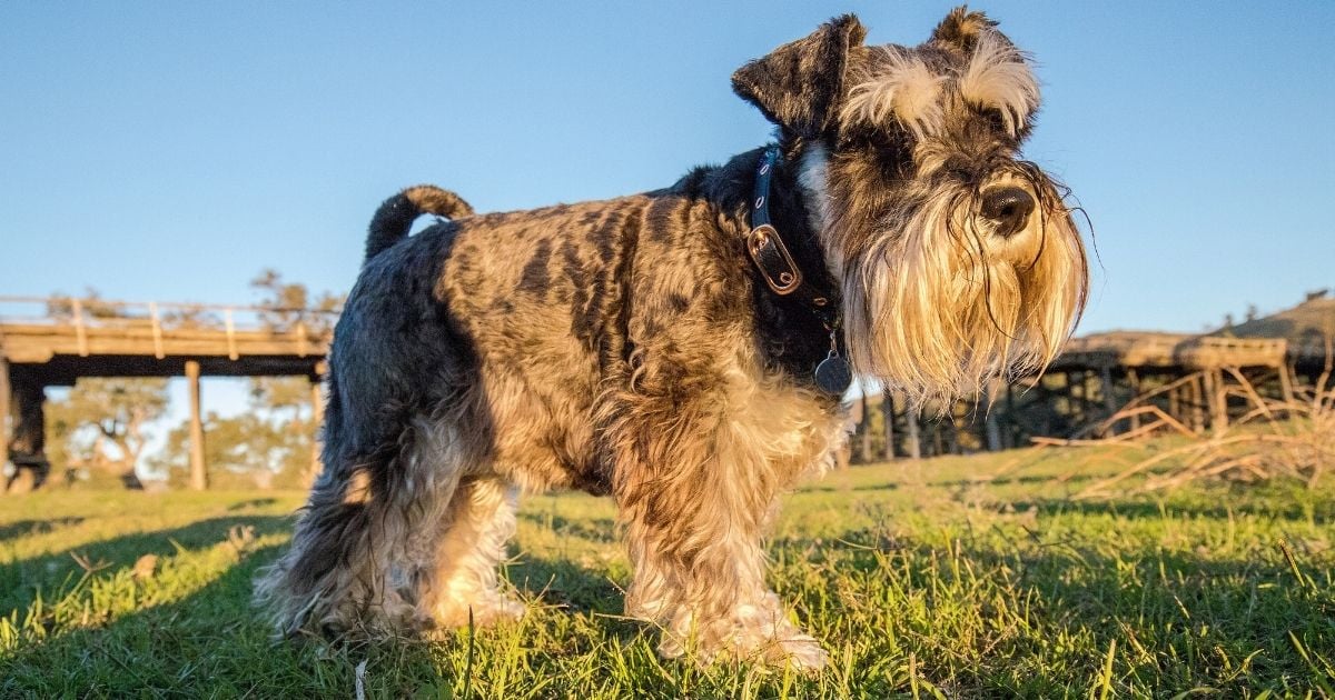 schnauzer physical and mental well-being