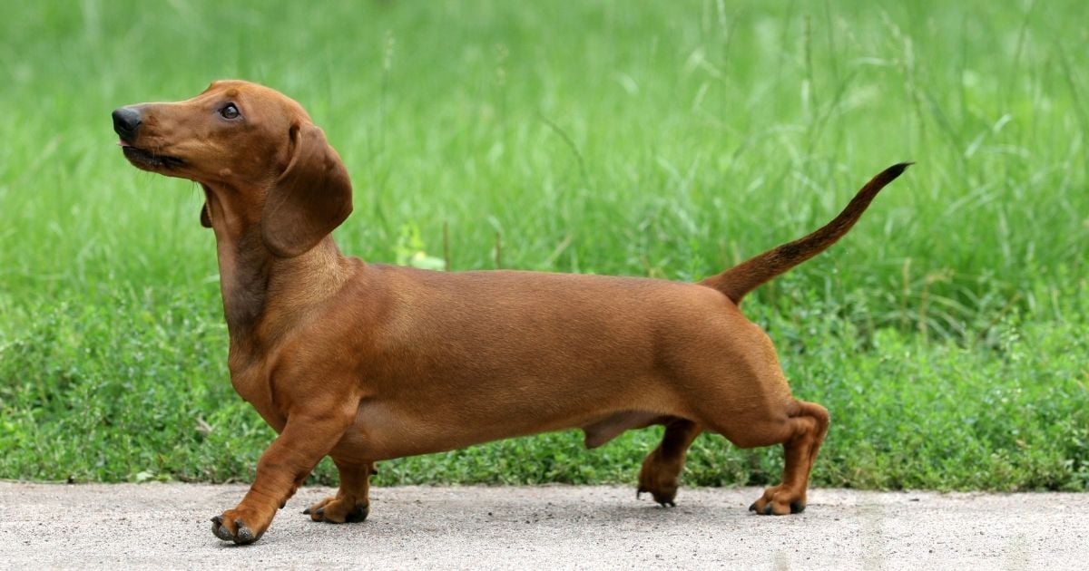 Dachshund Treasure Hun