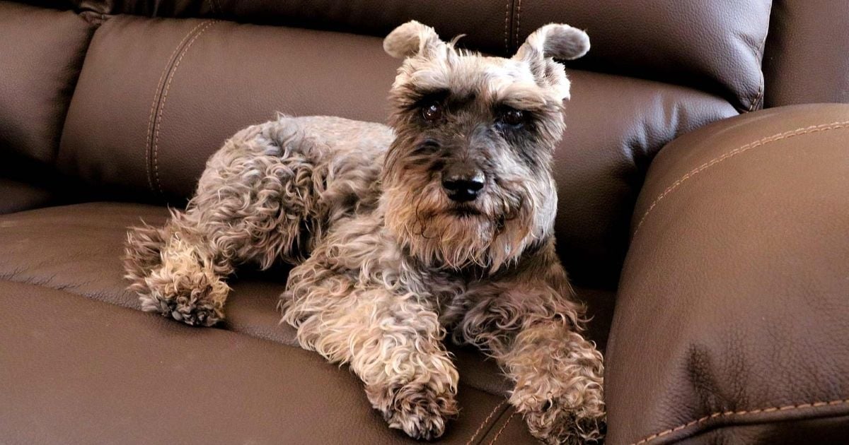 schnauzer health